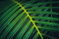 Palm tree leaf closeup - tropical palm tree leaves -