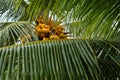 Palm tree leaf and coconuts