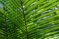 Palm tree leaf detail