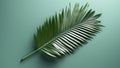 Palm tree leaf isolated on green background. Tropical foliage closeup. Beauty spa salon concept. Beach summer exotic relax. Palm