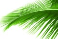 Palm tree leaf isolated Royalty Free Stock Photo