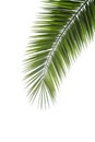 Palm tree leaf isolated. Tropical palm branch on a white blank background Royalty Free Stock Photo