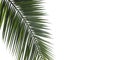 Palm tree leaf isolated. Tropical palm branch on a white blank background Royalty Free Stock Photo