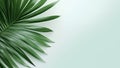 Palm tree leaf isolated on white background. Tropical foliage closeup. Beauty spa salon concept. Beach summer exotic relax. Palm Royalty Free Stock Photo