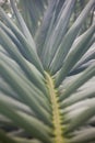 Palm tree leaf midrib sight close up