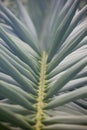 Palm tree leaf midrib sight close up