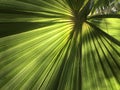 Palm tree leaf radiating like rays out from the centre in the a Sunny day Royalty Free Stock Photo