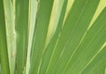 Palm tree leaf radiating like rays out from the centre in the a Sunny day with the Sunrays falling on the leaf- in close up macro Royalty Free Stock Photo