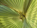 Palm tree leaf radiating like rays out from the center in the a Sunny day with the Sun rays falling on the leaf in closeup macro.