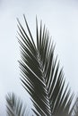 Abstract palm leaf background