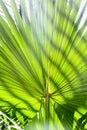 Palm tree leaf with striped shadow pattern Royalty Free Stock Photo