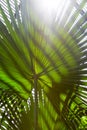 Palm tree leaf with striped shadow pattern Royalty Free Stock Photo