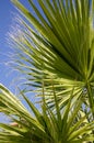 Palm tree leaf surface with shadow. Selective focus texture of green palm leaf. Natural background with copy space Royalty Free Stock Photo