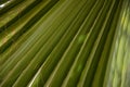 Palm tree leaf surface with shadow. Selective focus texture of green palm leaf. Natural background with copy space Royalty Free Stock Photo