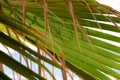 Palm tree leaf surface with shadow. Selective focus texture of green palm leaf. Natural background with copy space Royalty Free Stock Photo