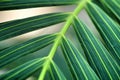 Palm tree leaf texture under the sun Royalty Free Stock Photo