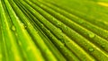Palm tree leaf Royalty Free Stock Photo