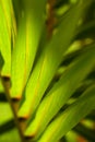 Palm tree leafs