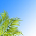 Palm tree leafs Royalty Free Stock Photo