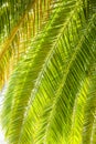 Palm Tree Leafs Royalty Free Stock Photo
