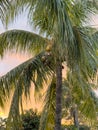 Palm tree leafs Royalty Free Stock Photo