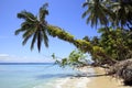 Palm Tree leaning over Beach