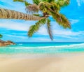 Palm tree leaning over the sand in Anse Georgette beach Royalty Free Stock Photo