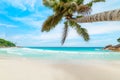 Palm tree leaning over the sand in Anse Georgette beach Royalty Free Stock Photo