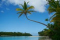 Palm tree leans out over waters edge