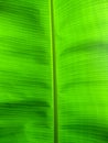 Palm tree leave Royalty Free Stock Photo