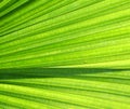Palm Tree Leave Royalty Free Stock Photo