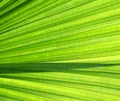 Palm Tree Leave