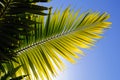 Palm Tree Leaver Royalty Free Stock Photo
