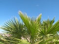 Palm tree leaves Royalty Free Stock Photo