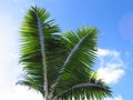 Palm tree leaves Royalty Free Stock Photo