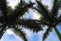 Palm tree leaves against a blue cloudy sky. Royalty Free Stock Photo