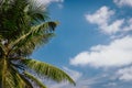 Palm tree leaves against the blue sky and white clouds Royalty Free Stock Photo