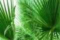 Palm Tree Leaves