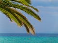 Palm tree leaves and brenches over the turqoise waters of the Aegean Sea in Kallithea, Greece