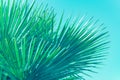 Palm tree leaves close up against clear blue sky. Abstract floral background Royalty Free Stock Photo