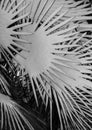 Palm tree leaves covered with snow on black and white Royalty Free Stock Photo