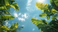 Palm Tree Leaves Framing View of Sky Royalty Free Stock Photo