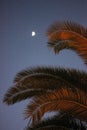 Palm tree leaves in the last minutes of sunset Royalty Free Stock Photo