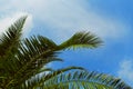 Palm tree leaves next to blue sky with clouds. Beautiful nature background for posters Royalty Free Stock Photo