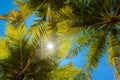 Palm tree leaves over blue sky and sun