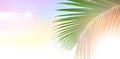 Palm tree leaves over peaceful tropical beach background, blue sea landscape card Royalty Free Stock Photo