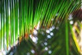 Palm tree leaves with rain drops as background. Tropical rainforest Royalty Free Stock Photo