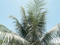 Palm tree leaves on sky background. Coco palm tree vintage toned photo Royalty Free Stock Photo