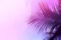 Palm tree leaves on sky background. Palm leaf over pink sky. Pink and violet toned photo.