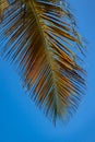 Palm tree leaves Royalty Free Stock Photo